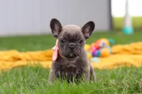 Lucy, a female French Bulldog for sale in Millersburg, OH – Photo 4 of 9