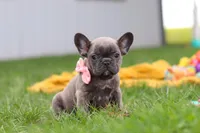 Lucy, a female French Bulldog for sale in Millersburg, OH – Photo 5 of 9