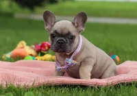 Iyla, a female French Bulldog for sale in Millersburg, OH – Photo 2 of 5
