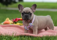Iyla, a female French Bulldog for sale in Millersburg, OH – Photo 3 of 5