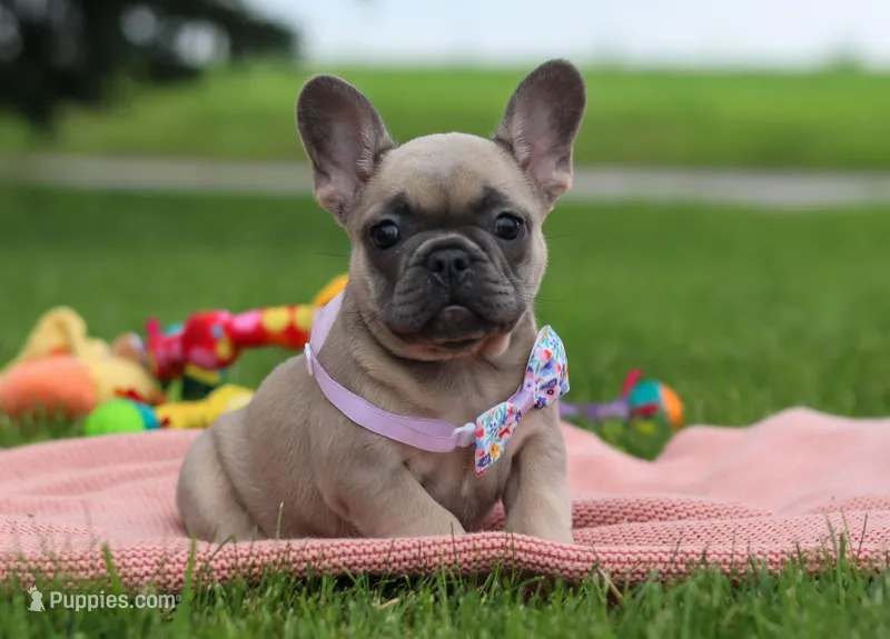 Iyla, a female French Bulldog for sale in Millersburg, OH – Photo 1 of 5