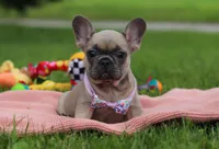 Iyla, a female French Bulldog for sale in Millersburg, OH – Photo 5 of 5