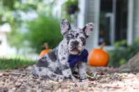 Hayden, a male French Bulldog for sale in Millersburg, OH – 3 of 10