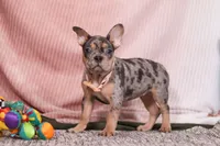 Alice, a female French Bulldog for sale in Millersburg, OH – Photo 9 of 10