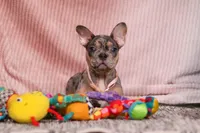 Alice, a female French Bulldog for sale in Millersburg, OH – Photo 3 of 10