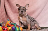 Alice, a female French Bulldog for sale in Millersburg, OH – Photo 10 of 10