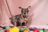 Alice, a female French Bulldog for sale in Millersburg, OH – Photo 4 of 10