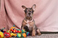 Alice, a female French Bulldog for sale in Millersburg, OH – Photo 8 of 10