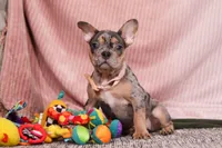 Alice, a female French Bulldog for sale in Millersburg, OH – Photo 7 of 10