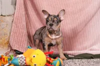 Alice, a female French Bulldog for sale in Millersburg, OH – Photo 6 of 10