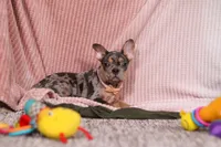 Alice, a female French Bulldog for sale in Millersburg, OH – Photo 5 of 10