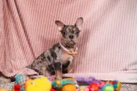 Alice, a female French Bulldog for sale in Millersburg, OH – Photo 1 of 10