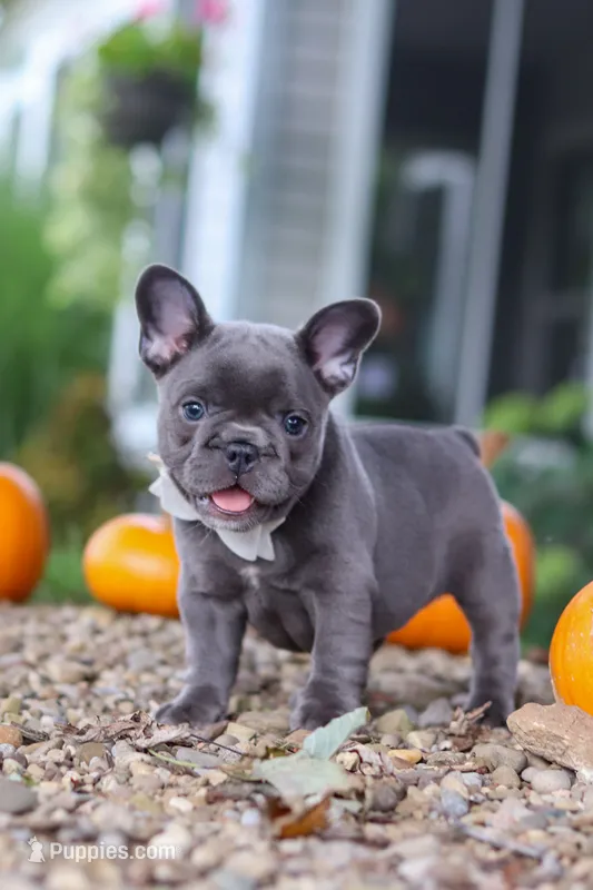 Haven – French Bulldog puppy for sale in Millersburg, OH