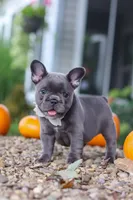 Haven, a female French Bulldog for sale in Millersburg, OH – 1 of 9