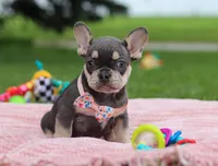 Demi, a female French Bulldog for sale in Millersburg, OH – Photo 4 of 7