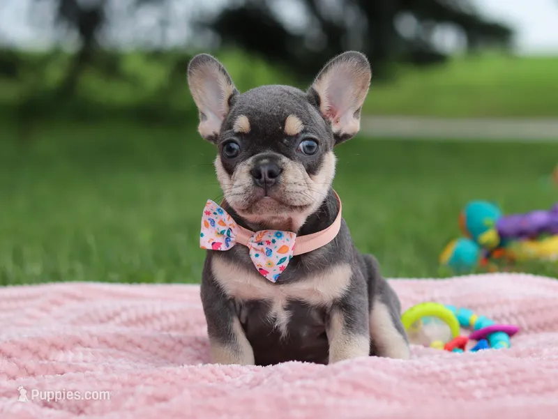 Demi, a female French Bulldog for sale in Millersburg, OH – Photo 1 of 7