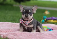 Demi, a female French Bulldog for sale in Millersburg, OH – Photo 2 of 7