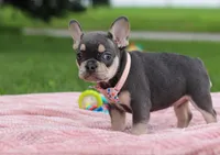 Demi, a female French Bulldog for sale in Millersburg, OH – Photo 7 of 7