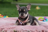 Demi, a female French Bulldog for sale in Millersburg, OH – Photo 3 of 7