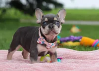 Demi, a female French Bulldog for sale in Millersburg, OH – Photo 5 of 7