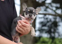 Demi, a female French Bulldog for sale in Millersburg, OH – Photo 6 of 7