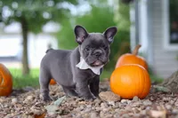 Haven, a female French Bulldog for sale in Millersburg, OH – 6 of 9
