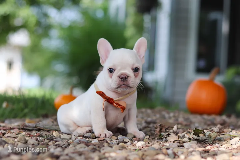 Eden – French Bulldog puppy for sale in Millersburg, OH