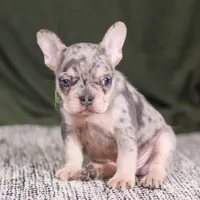 Bently, a male French Bulldog for sale in Millersburg, OH – Photo 1 of 5