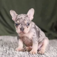 Bently, a male French Bulldog for sale in Millersburg, OH – Photo 4 of 5