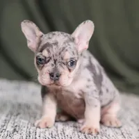 Bently, a male French Bulldog for sale in Millersburg, OH – Photo 3 of 5