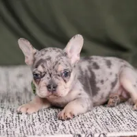 Bently, a male French Bulldog for sale in Millersburg, OH – Photo 5 of 5