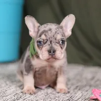 Bently, a male French Bulldog for sale in Millersburg, OH – Photo 2 of 5