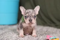 Bently, a male French Bulldog for sale in Millersburg, OH – Photo 2 of 5