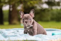 Ollie, a male French Bulldog for sale in Millersburg, OH – 2 of 10