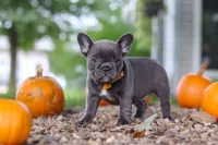 Hallie, a female French Bulldog for sale in Millersburg, OH – 2 of 7