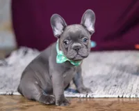 Asher, a male French Bulldog for sale in Millersburg, OH – Photo 4 of 10