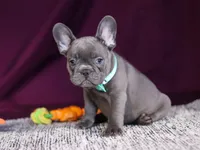 Asher, a male French Bulldog for sale in Millersburg, OH – Photo 7 of 10