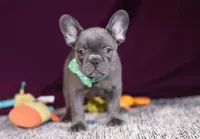 Asher, a male French Bulldog for sale in Millersburg, OH – Photo 6 of 10