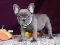 Asher, a male French Bulldog for sale in Millersburg, OH – Photo 10 of 10