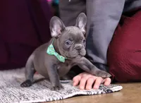 Asher, a male French Bulldog for sale in Millersburg, OH – Photo 5 of 10