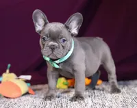 Asher, a male French Bulldog for sale in Millersburg, OH – Photo 1 of 10
