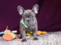 Asher, a male French Bulldog for sale in Millersburg, OH – Photo 9 of 10