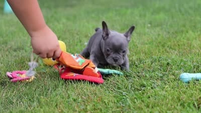 Ollie, a male French Bulldog for sale in Millersburg, OH – 10 of 10