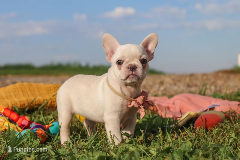 Eden – French Bulldog puppy for sale in Millersburg, OH