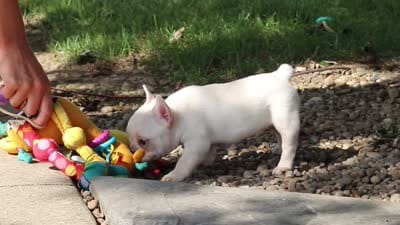 Eden, a female French Bulldog for sale in Millersburg, OH – 10 of 10