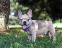 Ishmal, a male French Bulldog for sale in Millersburg, OH – Photo 3 of 6