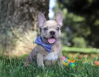 Ishmal, a male French Bulldog for sale in Millersburg, OH – Photo 4 of 6