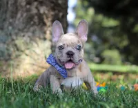 Ishmal, a male French Bulldog for sale in Millersburg, OH – Photo 6 of 6