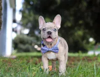 Ishmal, a male French Bulldog for sale in Millersburg, OH – Photo 1 of 6