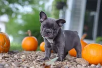 Haven, a female French Bulldog for sale in Millersburg, OH – 2 of 9